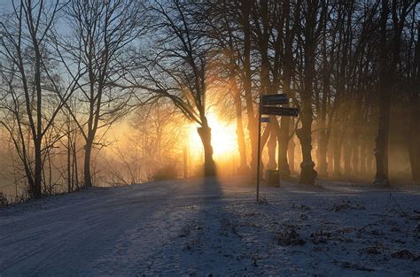 Sunlight Trees Landscape Forest Sunset Nature Sky Snow Winter