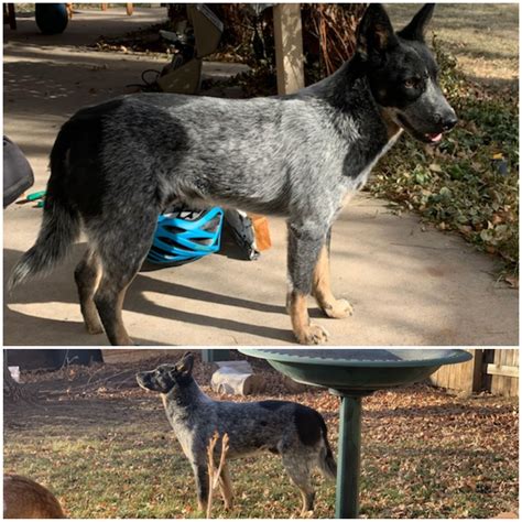 New Hope Cattle Dog Rescue - Adoptable Dogs - New Hope Cattle Dogs