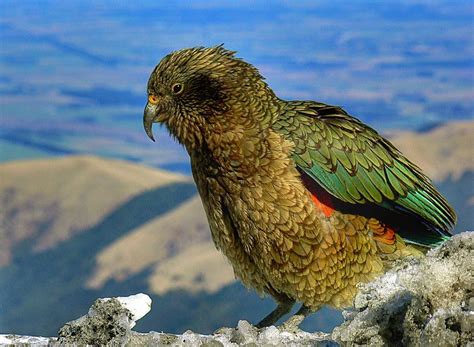 Animaux De Nouvelle Z Lande Noms Et Photos