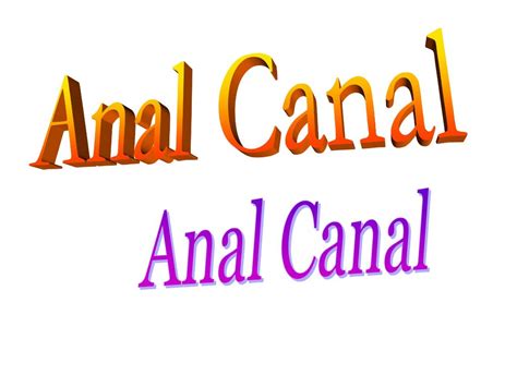 Anal Canal Anal Canal Ppt Download