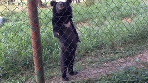 Bear takes a walk upright like a human | Metro News