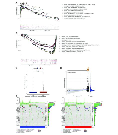 Gene Enrichment Analysis For Aam Related Lncrnas Based On Tcga In The Download Scientific