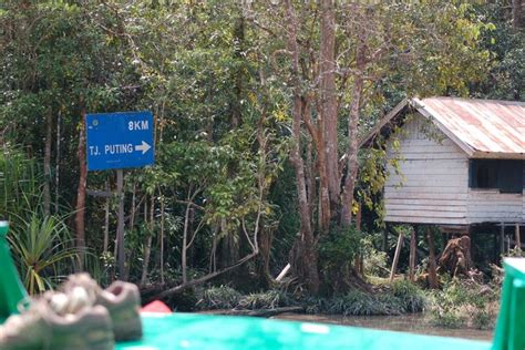 Foto 5 Pesona Tanjung Puting Kalimantan Konservasi Orangutan