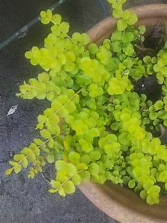 Creeping Jenny Ground Cover