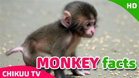 Capuchin Monkey Facts For Kids | Kids Matttroy