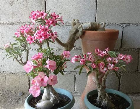 How To Grow Desert Roses Agriculture Monthly