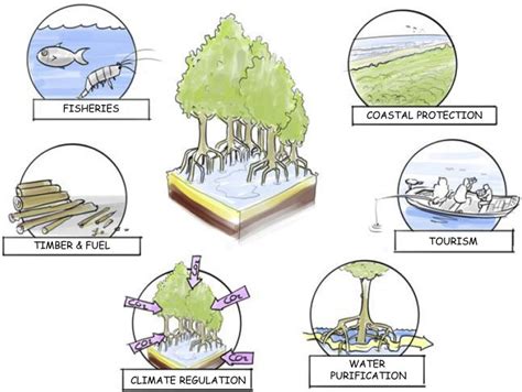 harnessing big data  support  conservation  rehabilitation