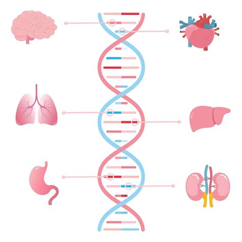 Genes asociados con diferentes órganos humanos ilustraciones