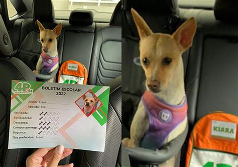 Fotos De Cachorros Seus Boletins Escolares Viralizam Na Web E