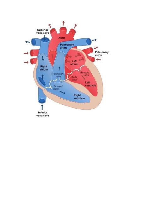 Heart Labelled Diagram | PDF