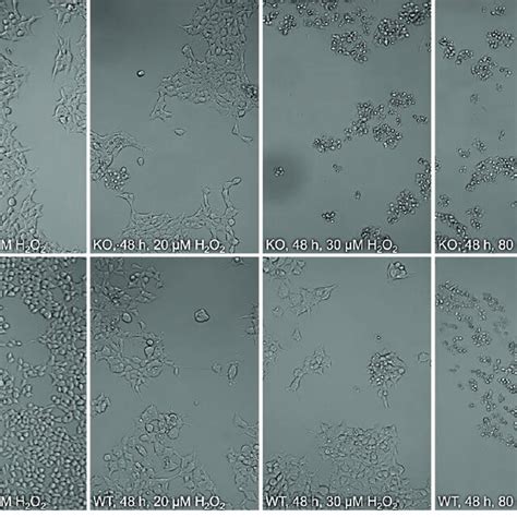 Cytotoxicity Of H2O2 To HEK 293T MTARC1 KO And WT Cells Cells Were