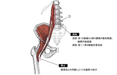 大腰筋の作用と役割（起始停止・神経支配・筋トレメニューなどを徹底解剖）