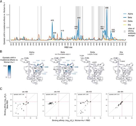 Epistatic Shifts In Mutational Effects Across Rbd Variants A The