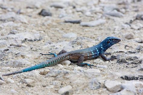 Pin by Santiago Fischer on animales | Lizard, Reptile room, Blue lizard