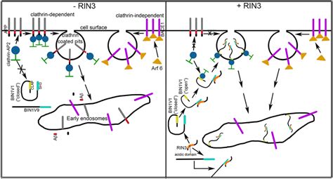 Schematic Representation Of Bin1v1 Regulation Of Endosomal Transport Of Download Scientific