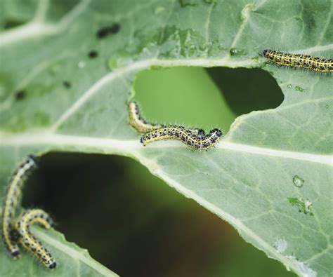 How to keep caterpillars out of a vegetable garden | Homes and Gardens