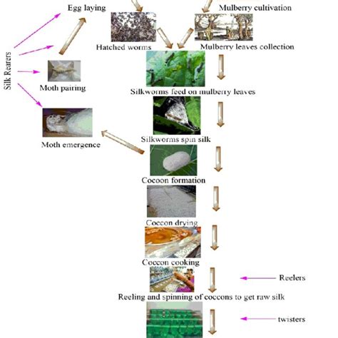 Phases Of Mulberry Silk Production And Processing Download Scientific Diagram