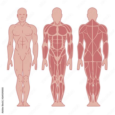 Stylized muscle man anatomy. Image front and back. Male body major ...