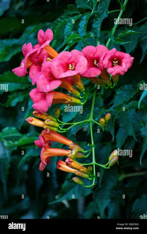 Campsis Tecoma Radicans Flower Also Known As Trumpet Vine Trumpet