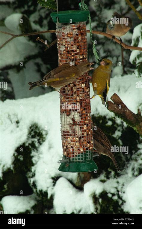 Common UK garden birds Stock Photo - Alamy