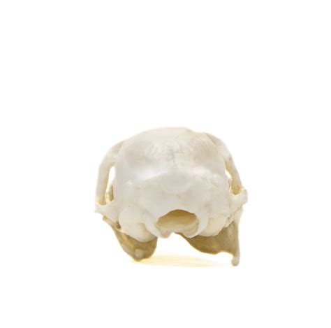 Tree Shrew Skull Replica