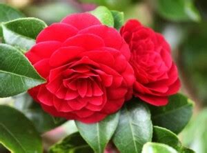 Camellia Colors: What Colors Do Camellias Bloom?