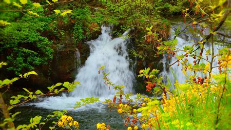 Waterfalls Pouring On River Green Plants Trees Yellow Flowers Hd Nature Wallpapers Hd