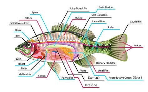 Internal anatomy of fish, internal parts of fish with diagram | Fish ...