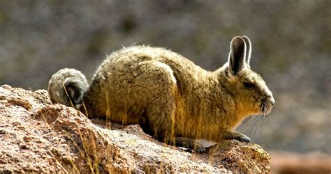 Exotische Tiere Aus Peru S Damerika Blog