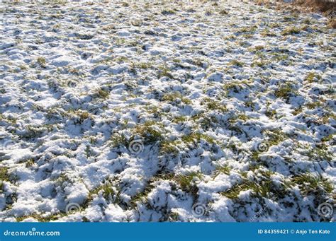 Snowy Grass Stock Image Image Of Snow Green Winter 84359421