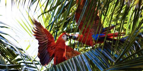 Seven Spectacular Birds Youll Spot In Belize Black Rock Lodge