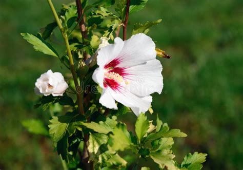 Flor Blanca Y Roja Del Syriacus Del Hibisco Imagen De Archivo Imagen