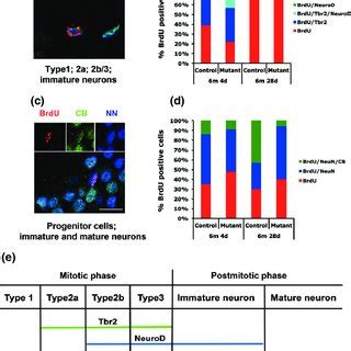 Differentiation Analysis Of Adult Born Granule Cells A C