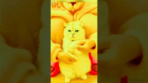 Funny Animals😆funniest Cats And Dogs🐈🐕funny Fyp Short Cats Youtube