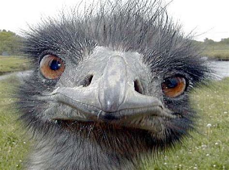 Emu - Curious, Large and Docile - FactZoo.com