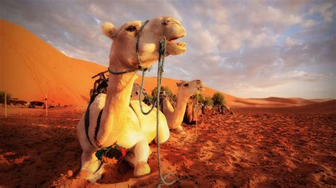 Desert Camel HD Wallpapers - Top Free Desert Camel HD Backgrounds ...