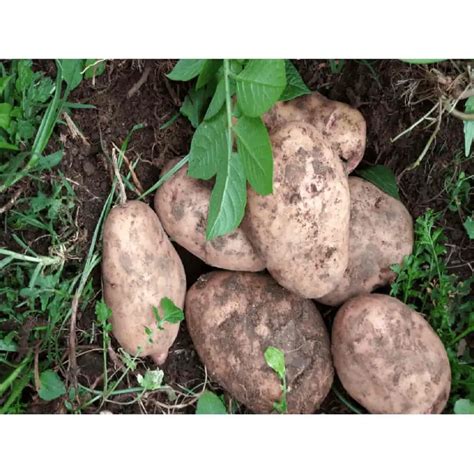 Shangi Potato Farming In Kenya Farmers Guide Oakdel