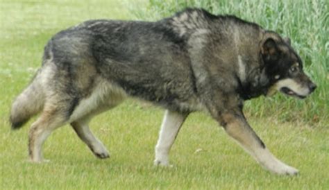 Wolf Dog Hybrid