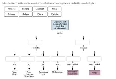 Classification Of Bacteria Chart