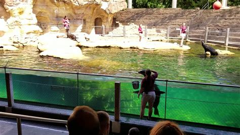 Memphis Zoo Sea Lion Exhibit Show Time Youtube