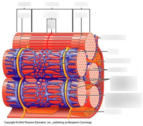 Sarcoplasmic Reticulum Diagram Quizlet