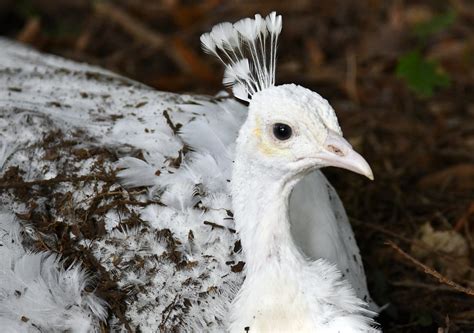 Pavo Cristatus Albus White Peafowl Paon Blanc 25 Flickr