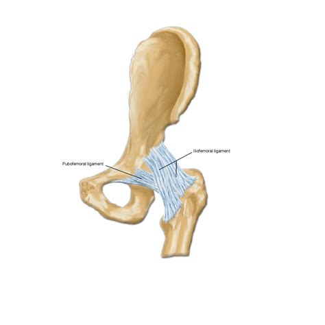 Iliofemoral Ligament