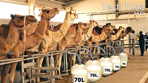 Amazing Modern Camel Farm Automatic Camel Milking Technology Camel