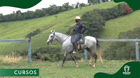 Dicas De Prepara O Para As Provas Sociais Do Mangalarga Marchador