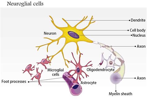 Neuroglial Cell Diagram