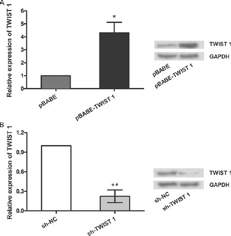 Figure From Twist Promotes Cell Viability And Migration But