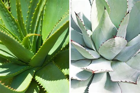 Agave Vs Aloe Vera Differences And Similarities Smart Garden Guide