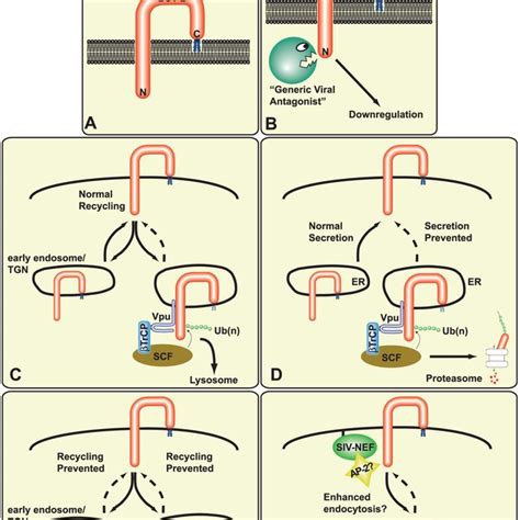 Potential Mechanistic Models Of BST 2 Tethering And Viral Antagonists