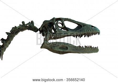 Fossil Velociraptor's Image & Photo (Free Trial) | Bigstock